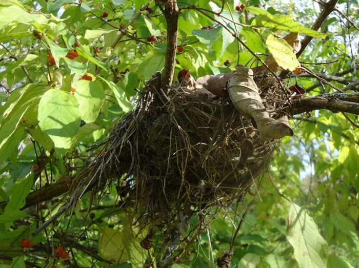 Free photo: Nest, Tree, Bird'S Nest, Branches - Free Image on Pixabay ... Nest Cam outdoor battery life and weather resistance testing