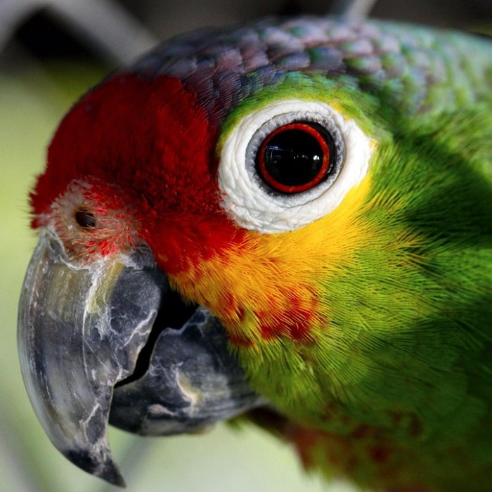 Parrot Ave Captivity · Free photo on Pixabay Parrot Anafi AI drone photography features comparison with DJI